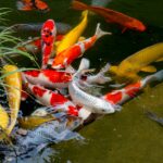 Wondering if you can fish in Midstreams Park, Brick NJ? Discover local fishing rules, species, access points, and what makes this park a unique spot for anglers.