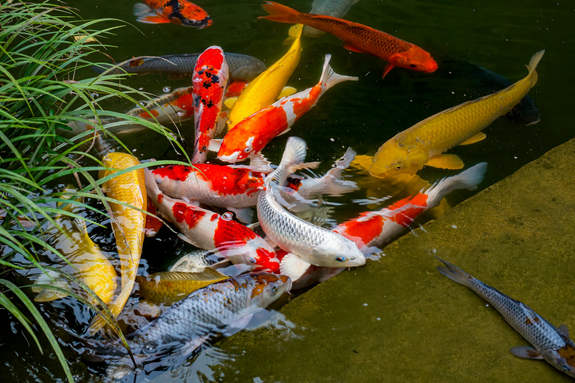 Can You Fish in Midstreams Park Brick NJ? A Local’s Guide to Angling Access and Regulations