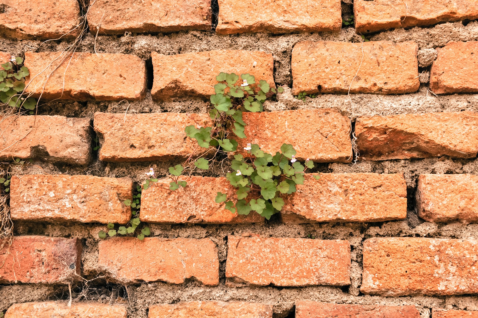 Can You Put Siding Over Brick? What Homeowners Need to Know